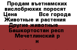 Продам въетнамских вислобрюхих поросят › Цена ­ 2 500 - Все города Животные и растения » Другие животные   . Башкортостан респ.,Мечетлинский р-н